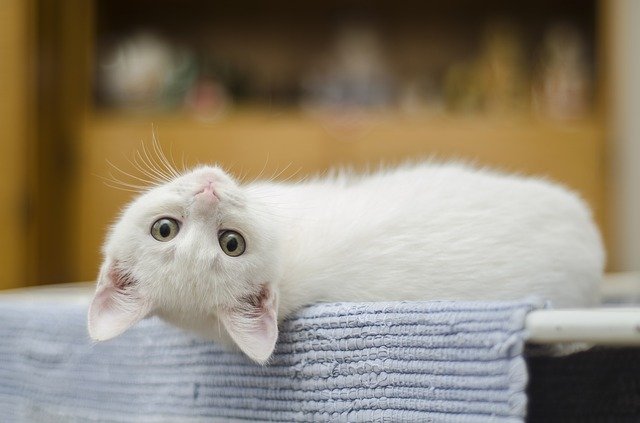 perilaku kucing
