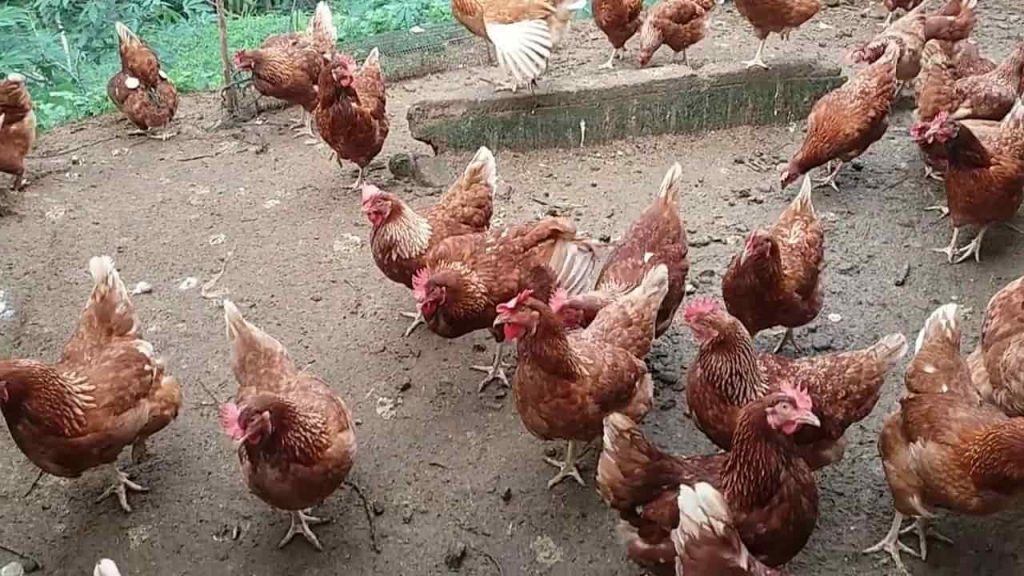 pakan ayam petelur buatan sendiri