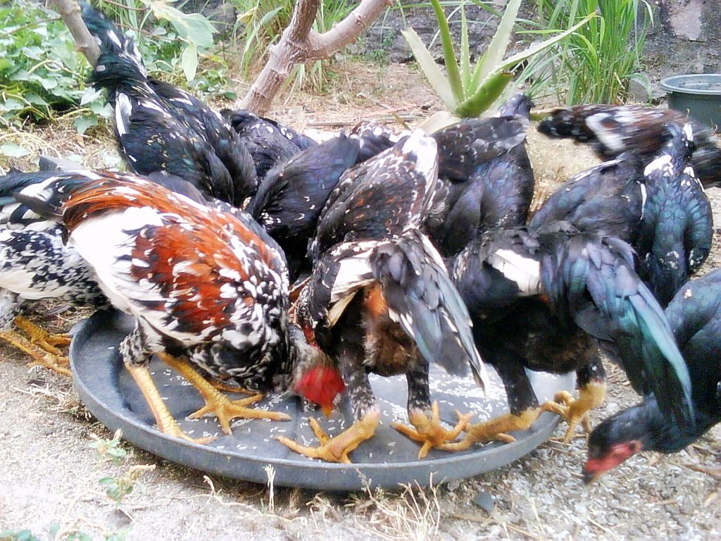 pakan ayam dari eceng gondok