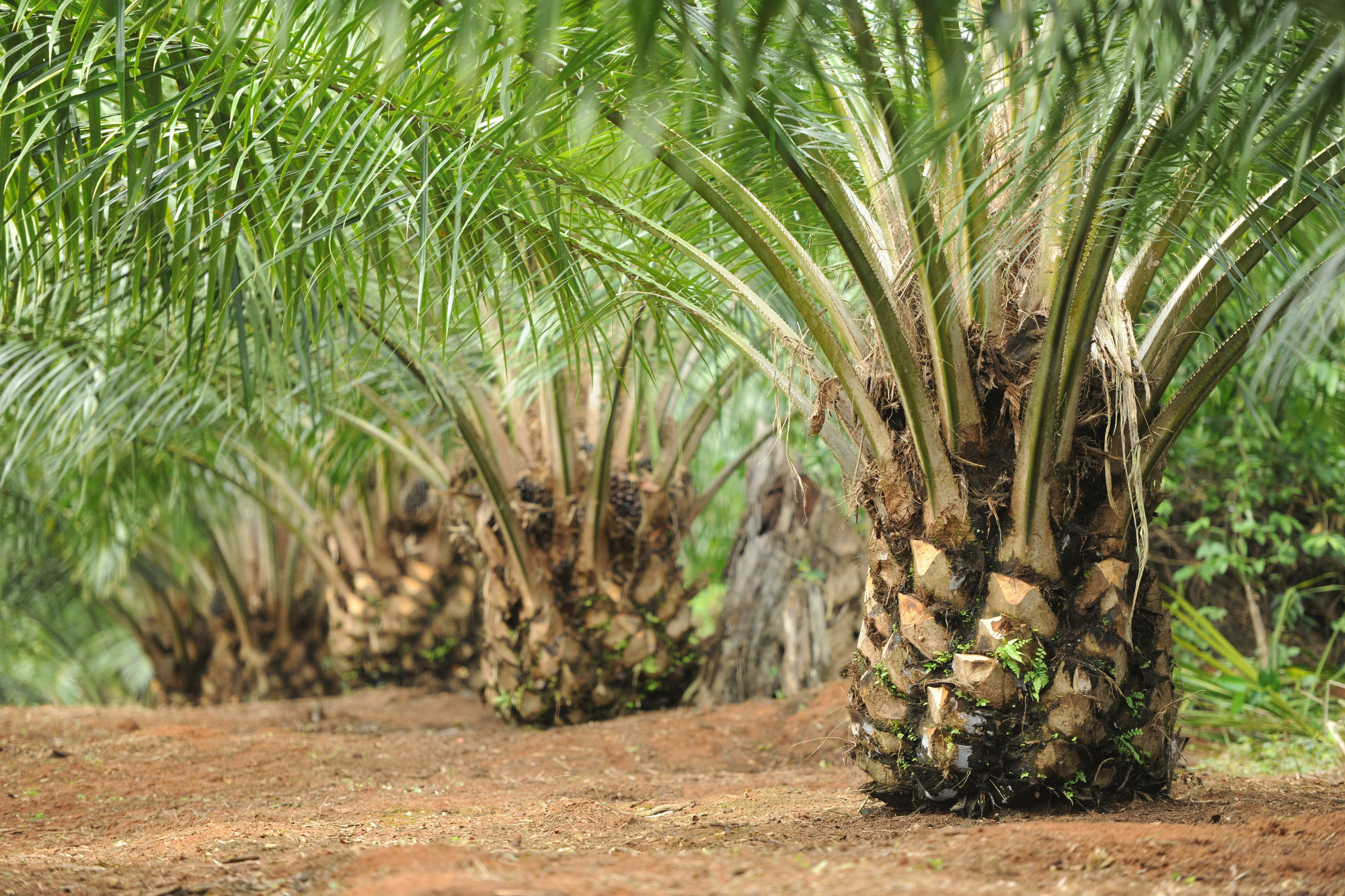 mengenal kelapa sawit