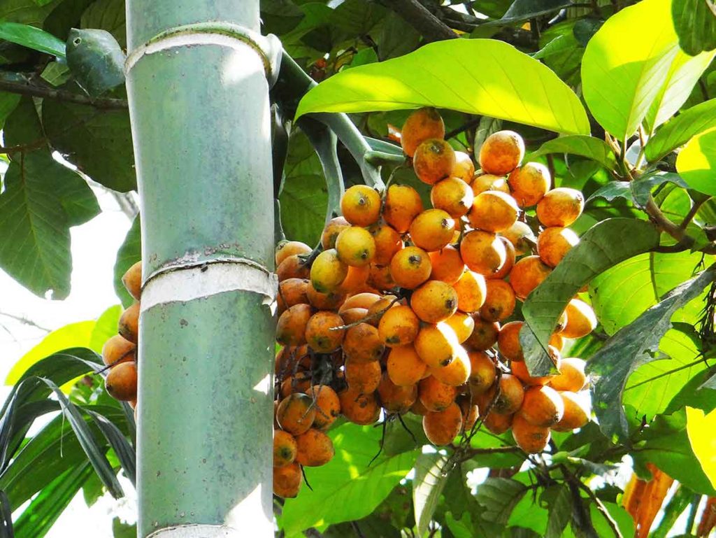 Manfaat Buah Pinang