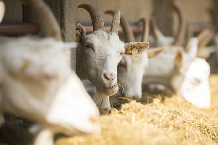 cara fermentasi pakan kambing