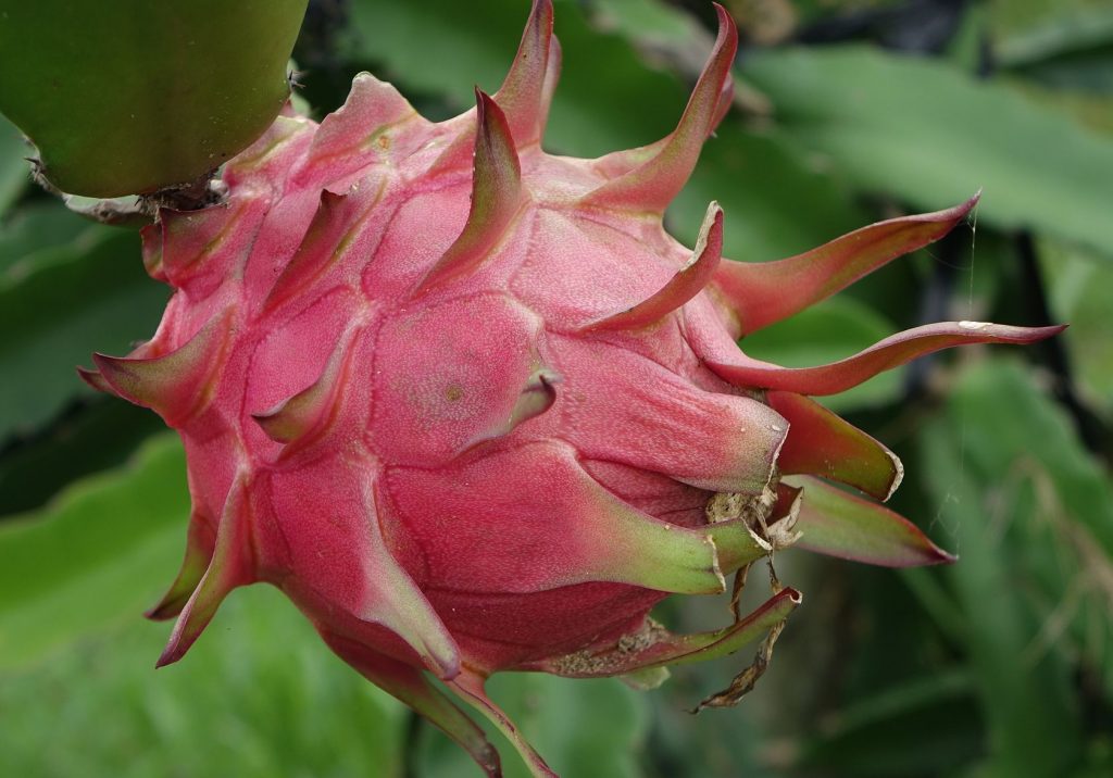 cara Buat keripik Buah Naga