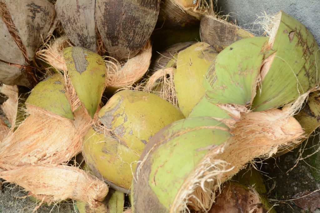 cara menghaluskan sabut kelapa