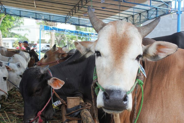cara menyembelih sapi kurban yang benar