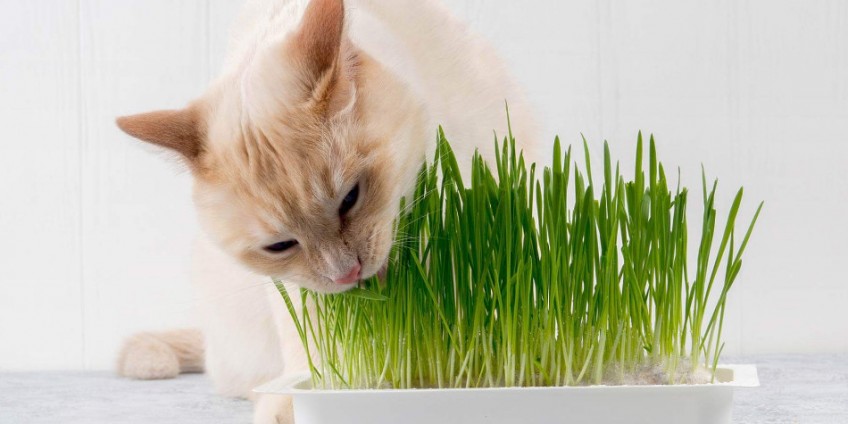 Cara Menanam Rumput Kucing