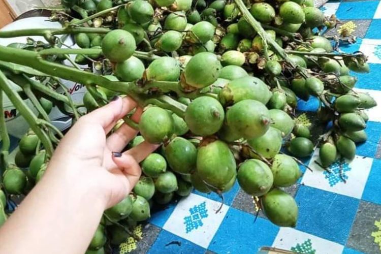 Cara Mengkonsumsi Buah Pinang