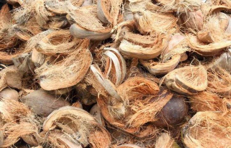manfaat sabut kelapa