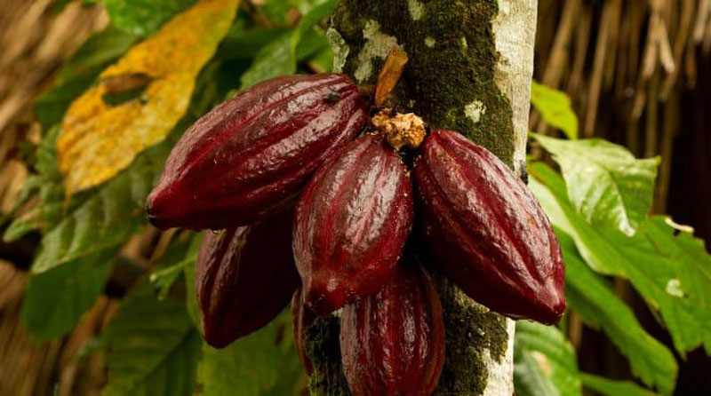 Manfaat buah Cokelat