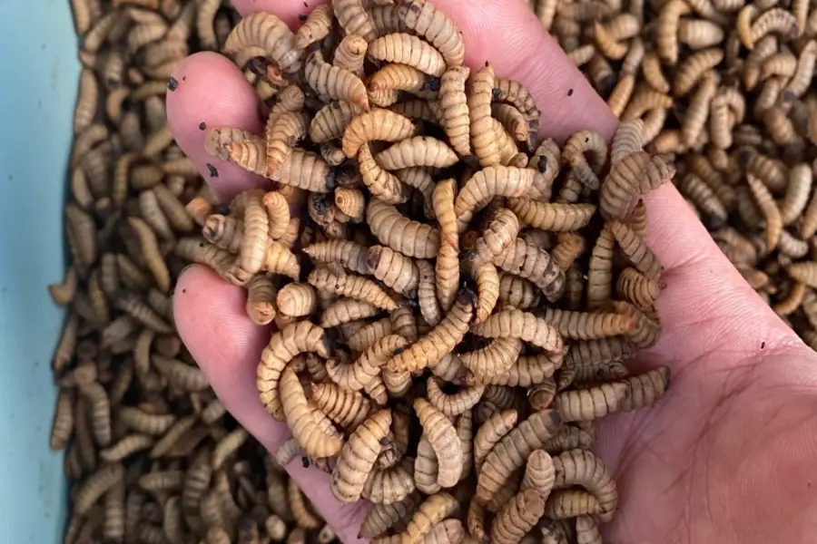 Maggot dan Pertumbuhan Tanaman