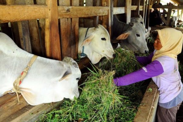 Peluang Usaha Peternakan Sapi